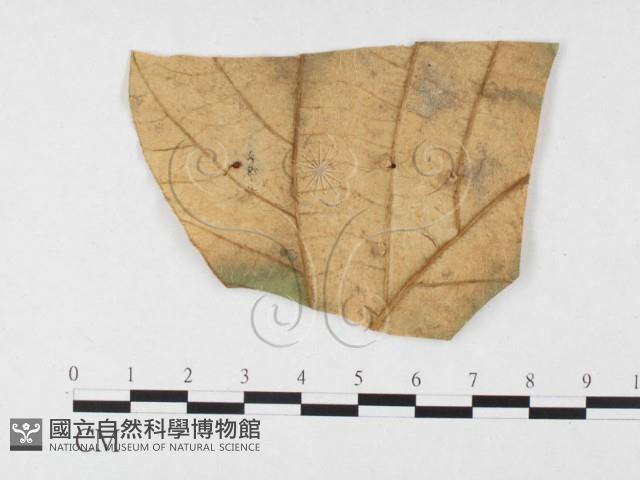 登錄號:F0026782藏品圖，第1張