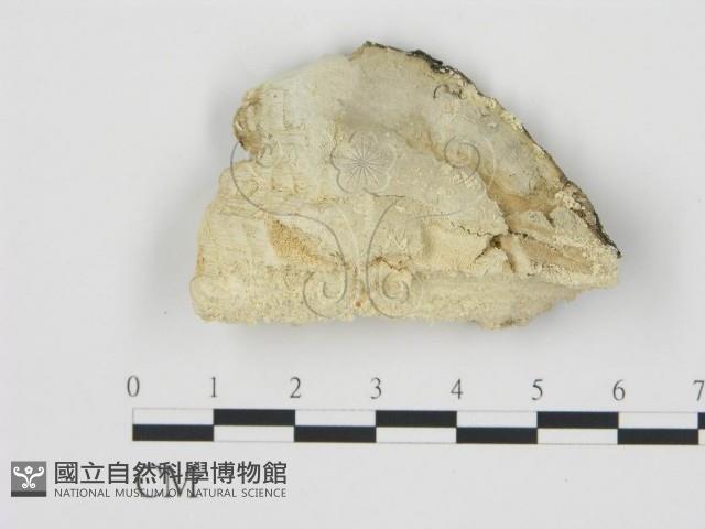 登錄號:F0006782藏品圖，第1張