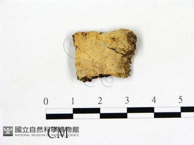 登錄號:F0021782藏品圖，第1張