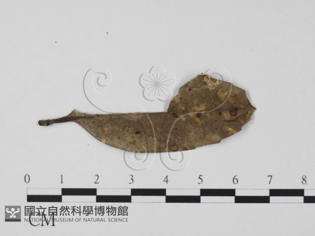 登錄號:F0001782藏品圖，第1張