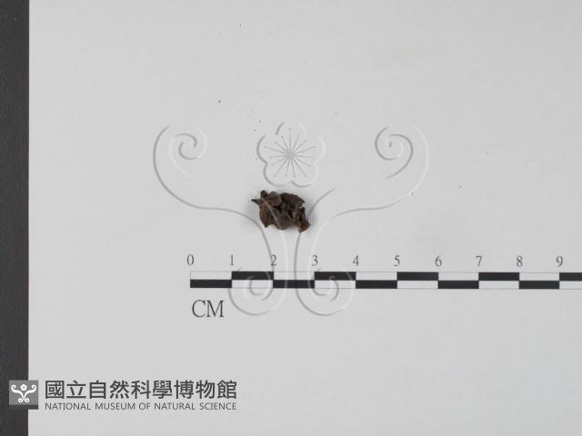 登錄號:F0004782藏品圖，第1張