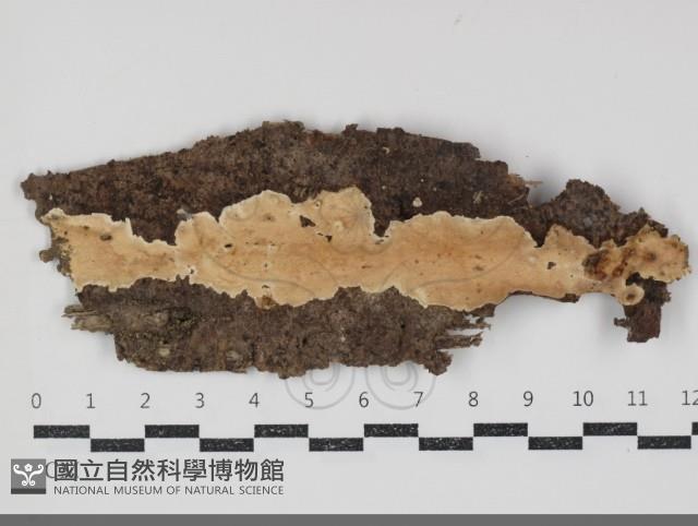 齒耳菌屬藏品圖，第1張