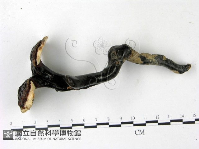 登錄號:F0022782藏品圖，第1張