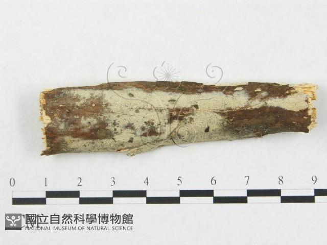 登錄號:F0012782藏品圖，第1張