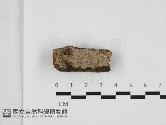 顯絲菌屬藏品圖，第1張