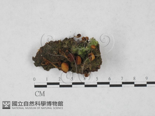 登錄號:F0027782藏品圖，第1張