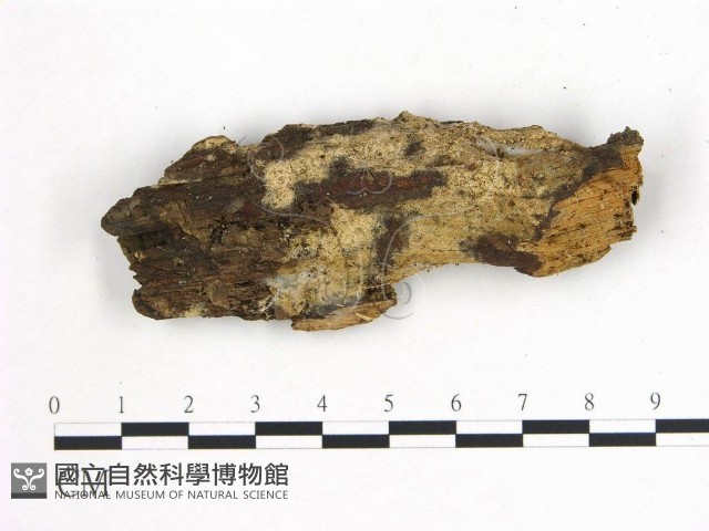 登錄號:F0007782藏品圖，第1張