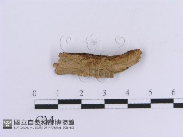 登錄號:F0017782藏品圖，第1張