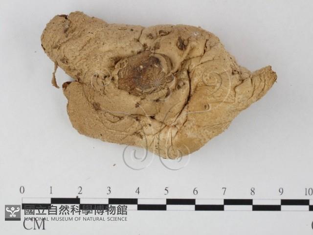 登錄號:F0025782藏品圖，第1張