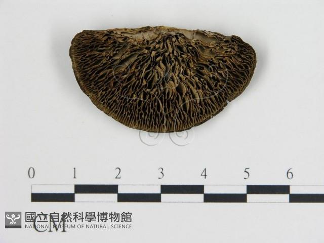 登錄號:F0005782藏品圖，第1張