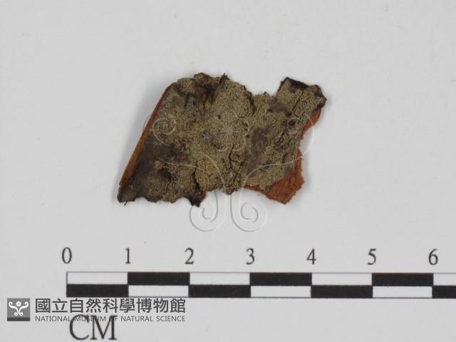 登錄號:F0015782藏品圖，第1張