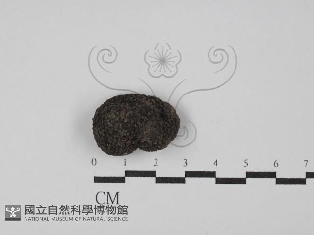 台灣塊菌藏品圖，第1張