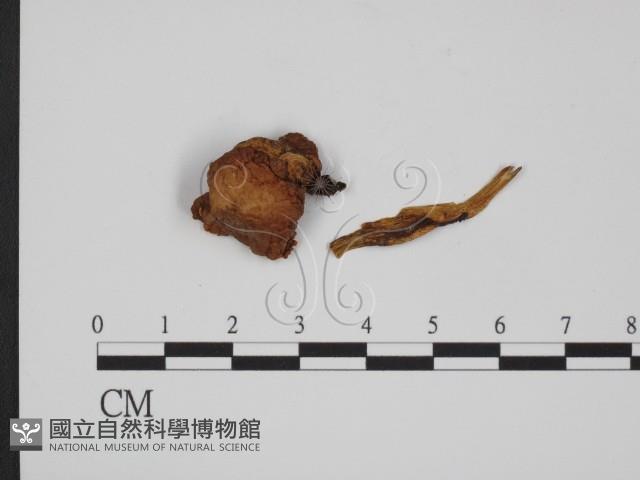 登錄號:F0009782藏品圖，第1張