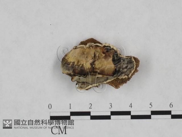 煙管菌藏品圖，第1張