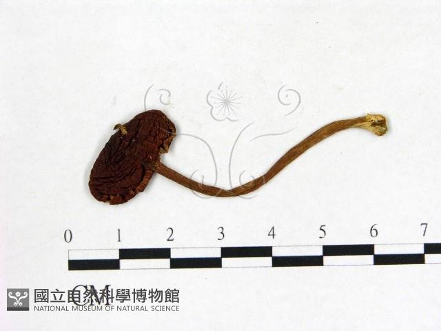 登錄號:F0003782藏品圖，第1張