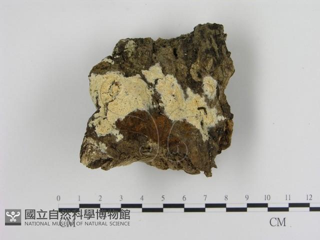 登錄號:F0013782藏品圖，第1張