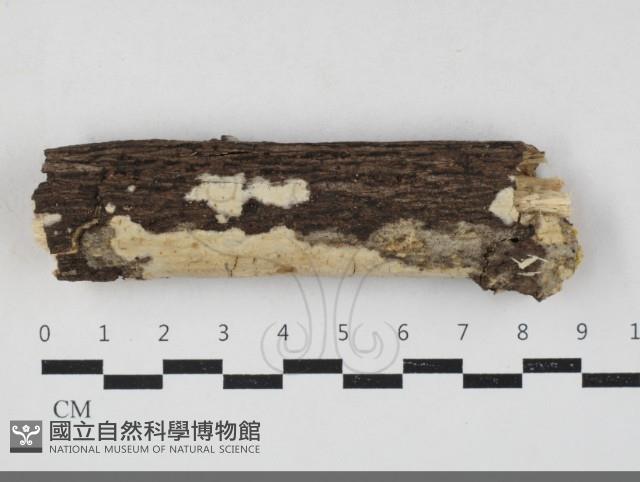 登錄號:F0033782藏品圖，第1張