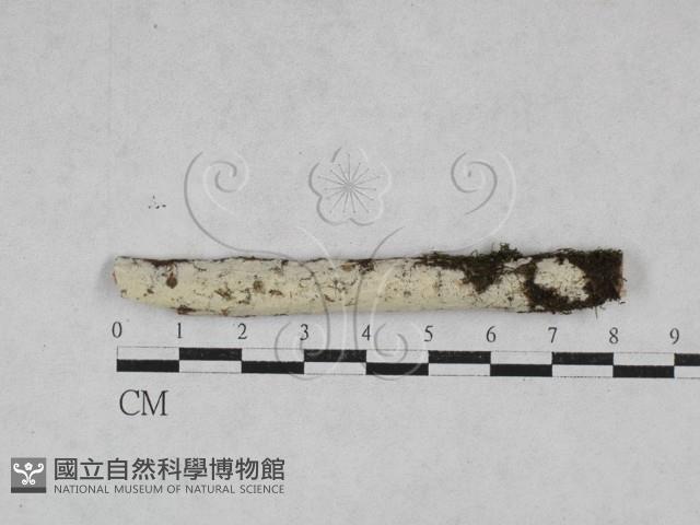 絲皮菌屬藏品圖，第1張