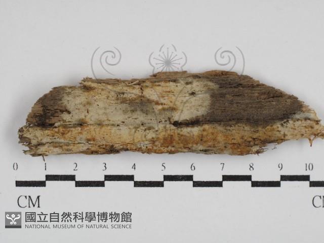 阿太菌屬藏品圖，第1張