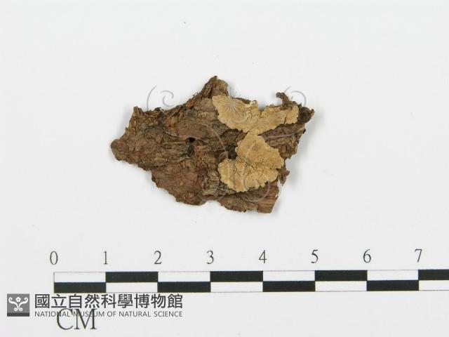 登錄號:F0016582藏品圖，第1張