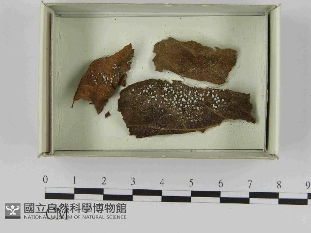 登錄號:F0021582藏品圖，第1張