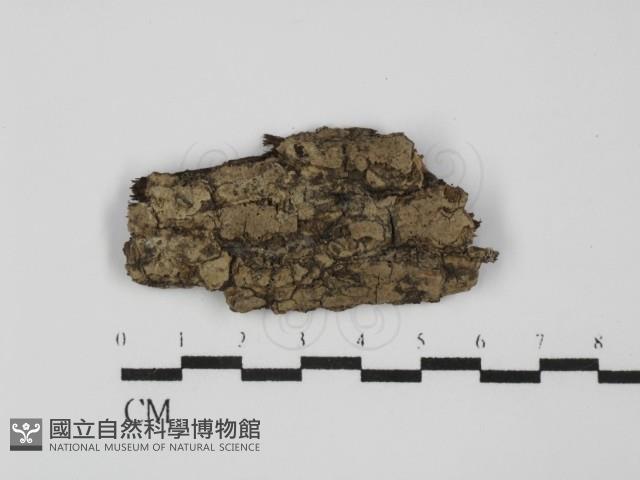 粗糙孢菌屬藏品圖，第1張