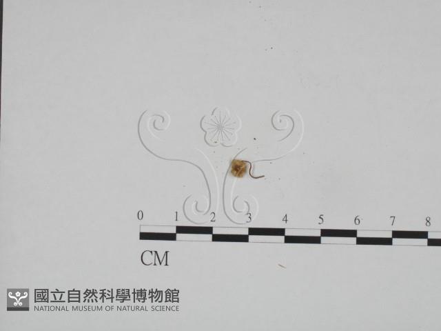 登錄號:F0024582藏品圖，第1張