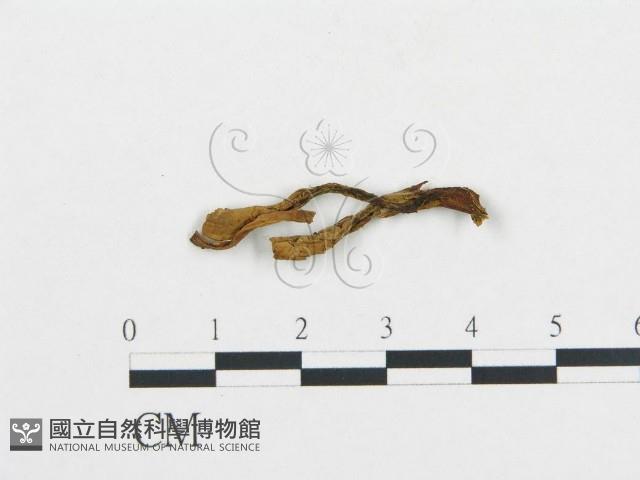 登錄號:F0004582藏品圖，第1張