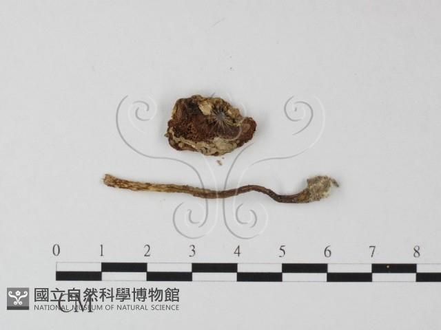 登錄號:F0014582藏品圖，第1張