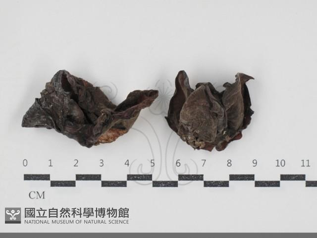 毛木耳藏品圖，第1張