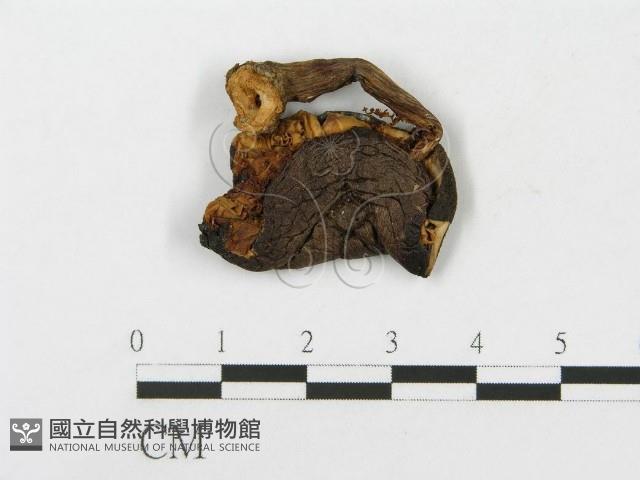 登錄號:F0012582藏品圖，第1張