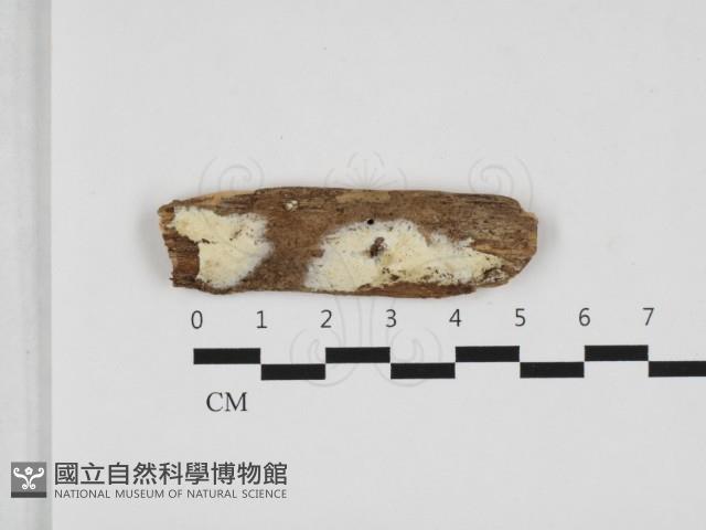 登錄號:F0032582藏品圖，第1張