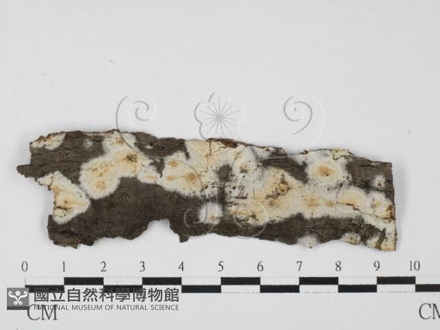 登錄號:F0027582藏品圖，第1張