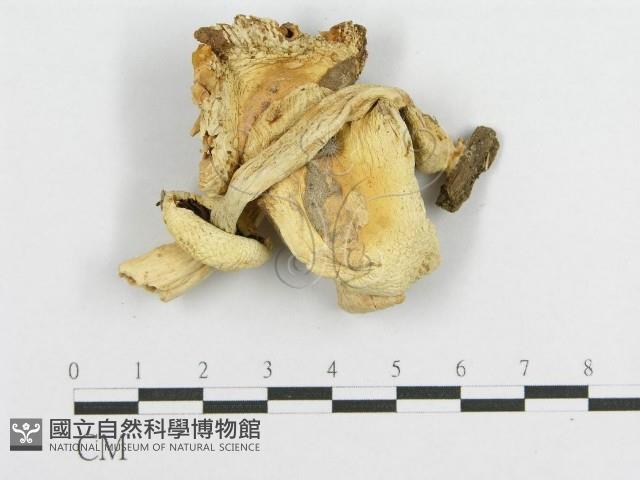 登錄號:F0007582藏品圖，第1張