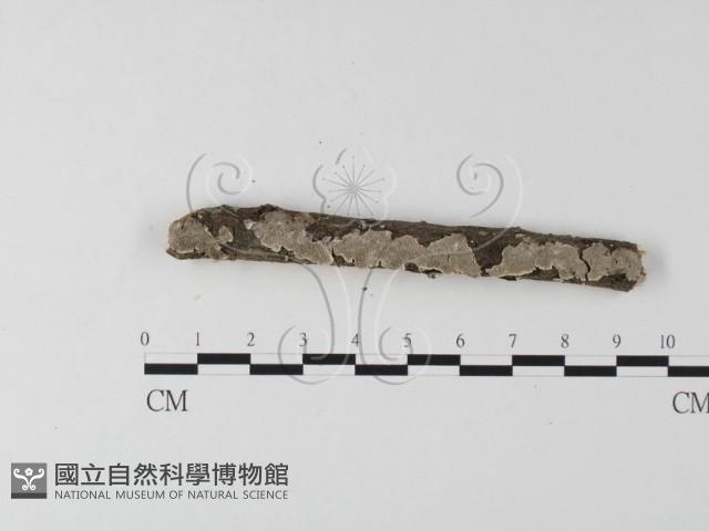 齒耳菌屬藏品圖，第1張