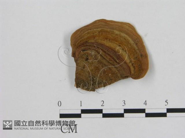 相鄰小孔菌藏品圖，第1張