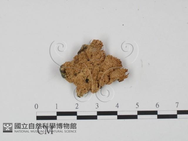 登錄號:F0015582藏品圖，第1張