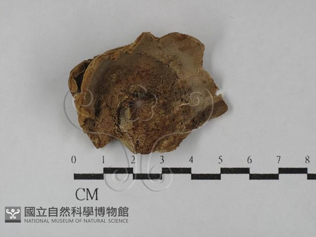 蜂窩菌屬藏品圖，第1張