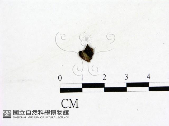 登錄號:F0019582藏品圖，第1張