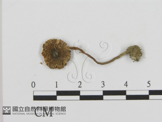 登錄號:F0003582藏品圖，第1張