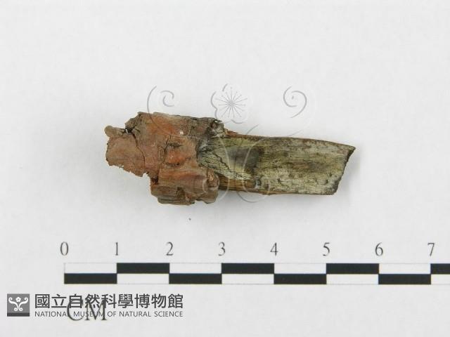 登錄號:F0013582藏品圖，第1張