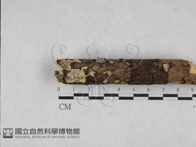 登錄號:F0028182藏品圖，第1張