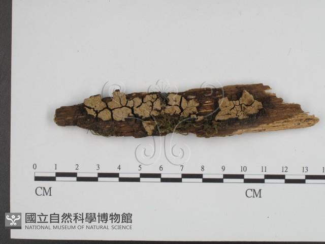 登錄號:F0008182藏品圖，第1張