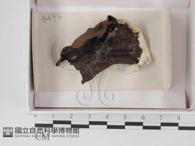 登錄號:F0018182藏品圖，第1張