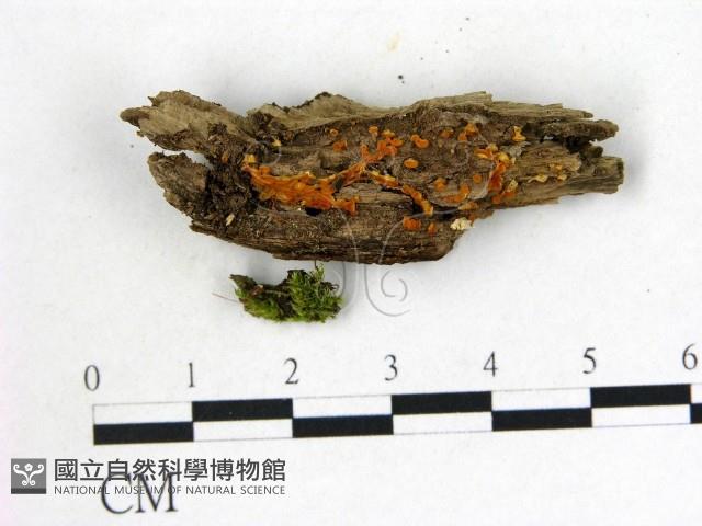 登錄號:F0020182藏品圖，第1張