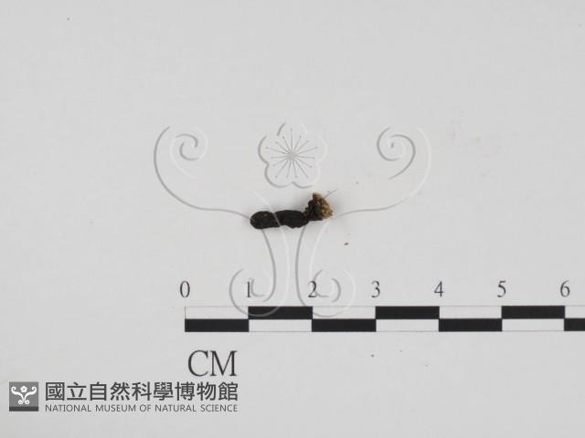 炭角菌屬藏品圖，第1張
