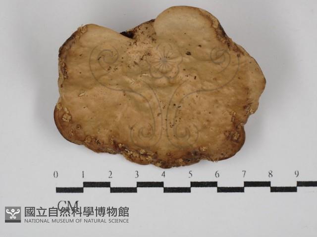 栓菌屬藏品圖，第1張