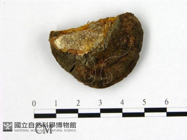 登錄號:F0006182藏品圖，第1張