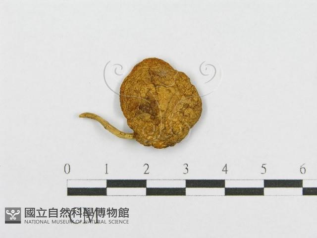 登錄號:F0016182藏品圖，第1張