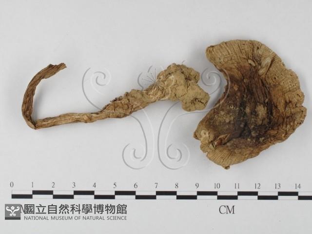 鵝膏屬藏品圖，第1張